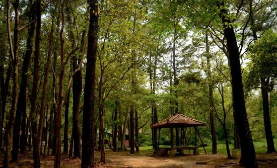 Hutan Punti Kayu Palembang, Bisa Menjadi Objek Wisata Keluarga