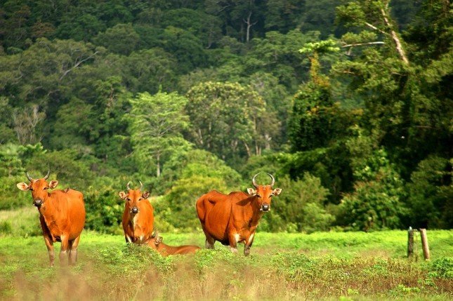 Taman Nasional Alas Purwo : Yuk Simak Keunikannya Disini